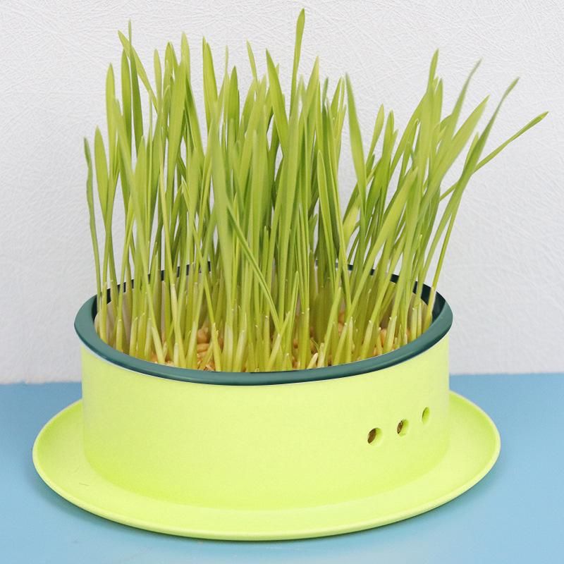 Box Seed  Propagation Yellow Base Green
