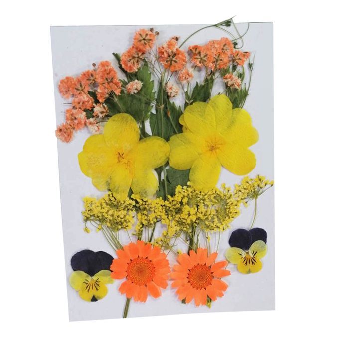 Real Dried Flowers Pressed Leaves Xiang Jin Xiang Jin