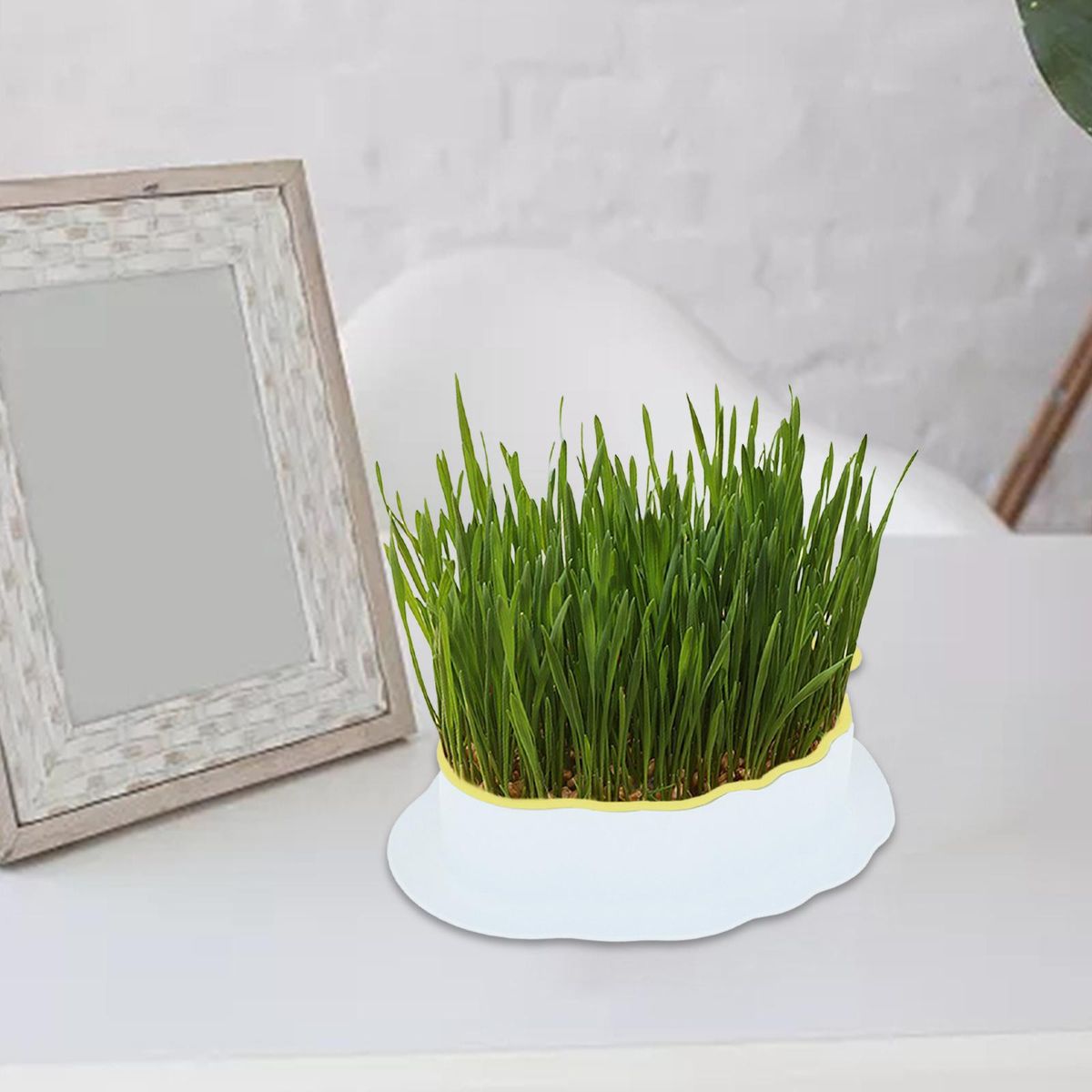 Cats Grass  Tray With Drain Holes For White Yellow