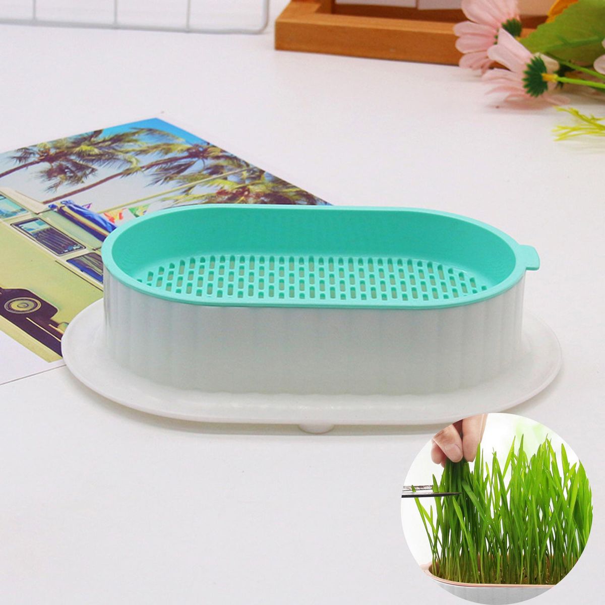 Seed Tray Seed Germination Microgreens Cats White Green