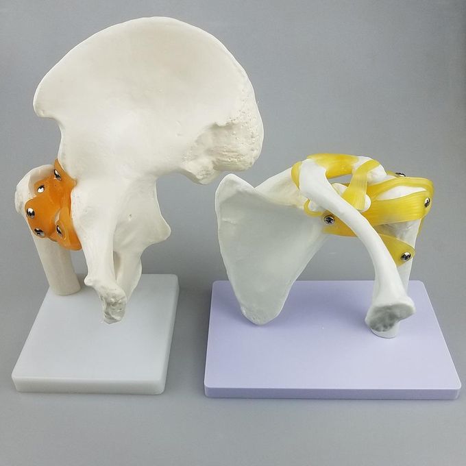 Human Anatomy Shoulder Joint Model With Ligaments For Them