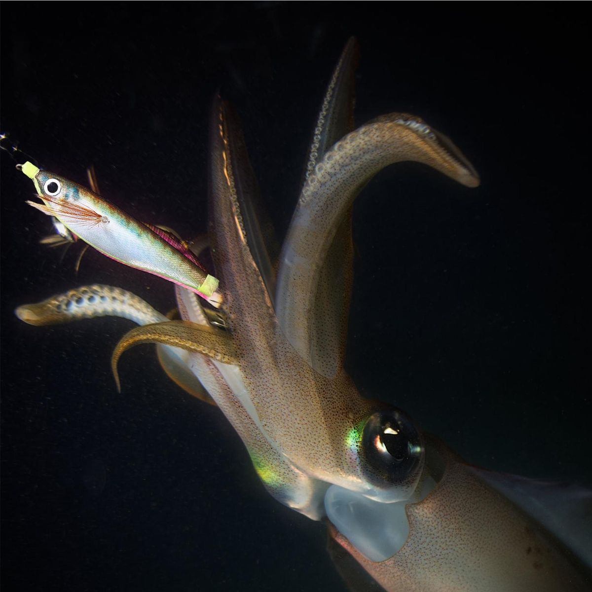 Fishing Hook Fluorescent Wood Squid Jigging Fishing D
