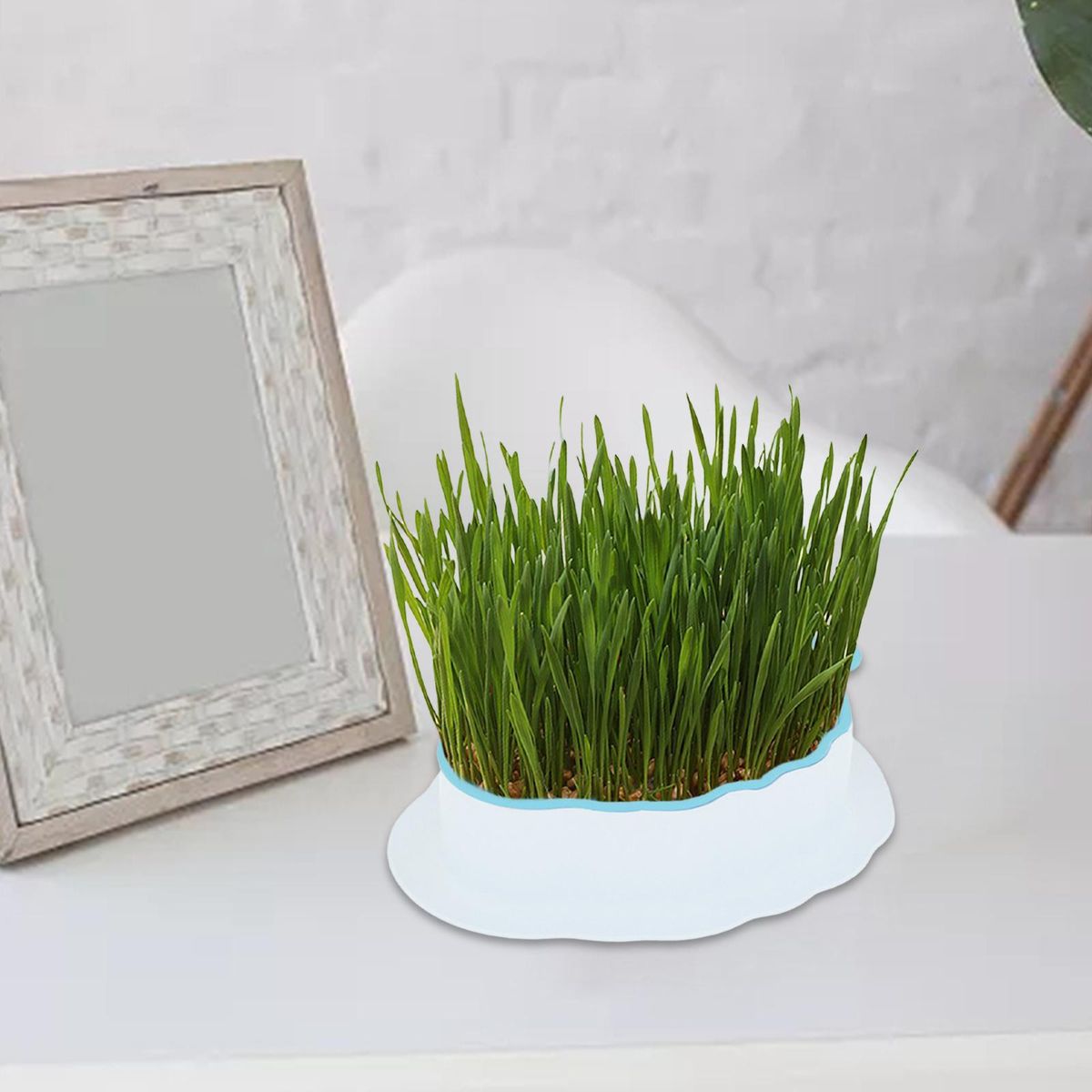 Cats Grass  Tray With Drain Holes Sprouting White Color Blue