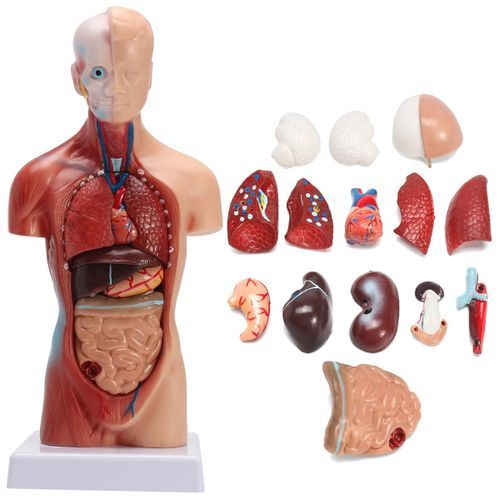 28CM UNISEX Human Torso Anatomy Model Viscera Heart Brain Skeleton  Teach
