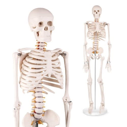 Human Skeleton Model - Medium Size -39