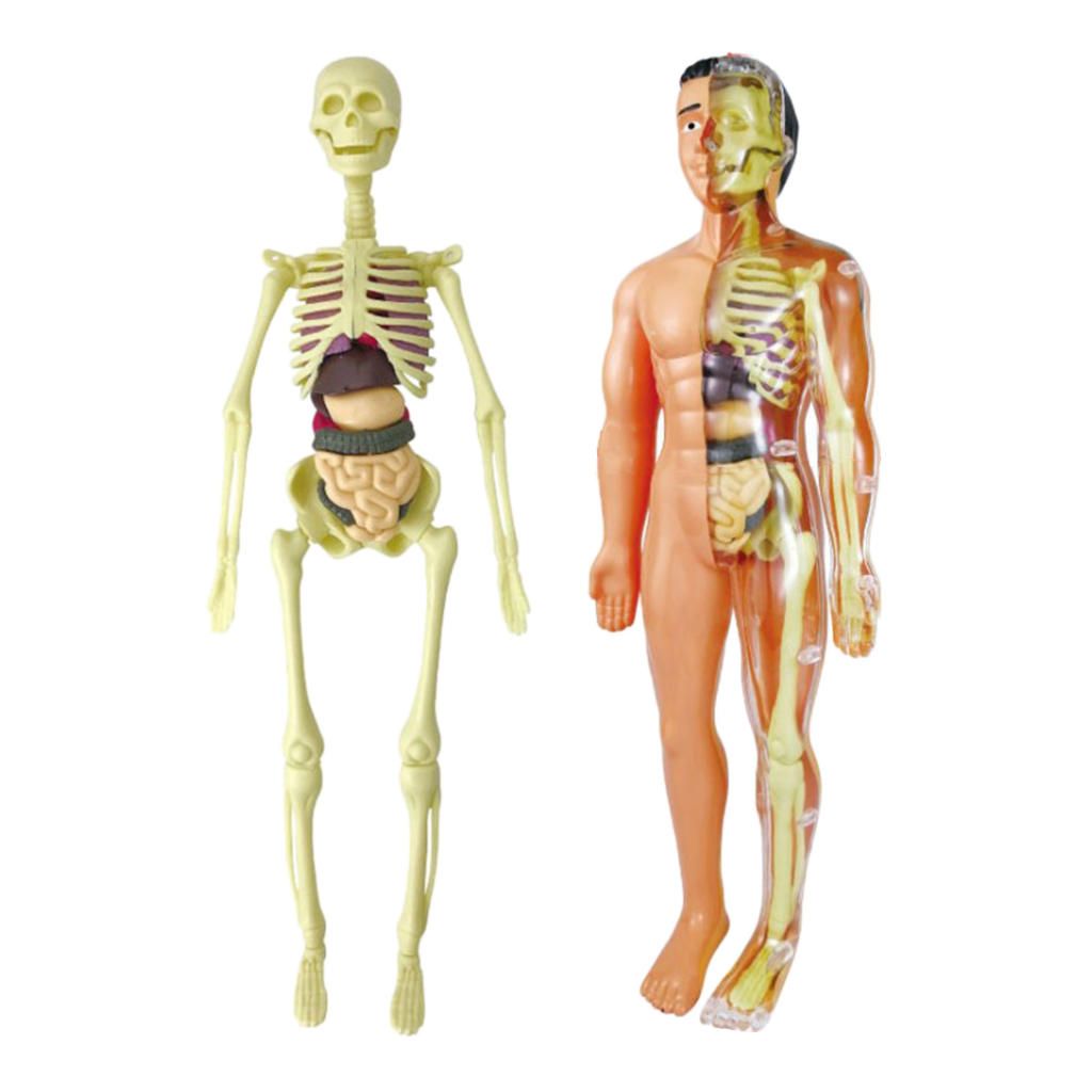 Human Anatomical Anatomy Skeleton Model Education Anatomy Models