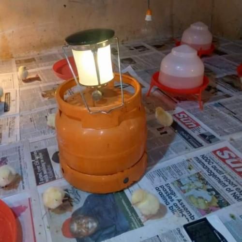 Gas Lantern -- For Modern Poultry Brooding - House Warming