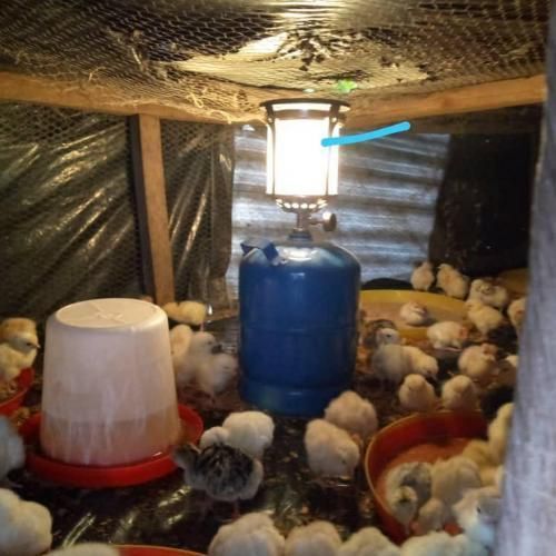 Gas Modern Brooding Lantern For Poultry