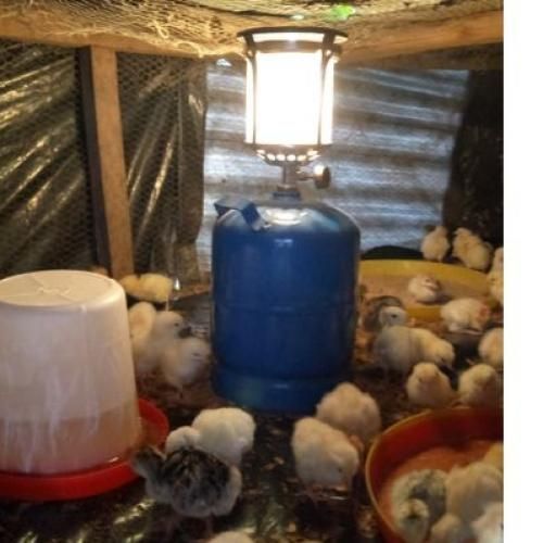 Gas Lantern -- For Modern Poultry Brooding -- House Warming