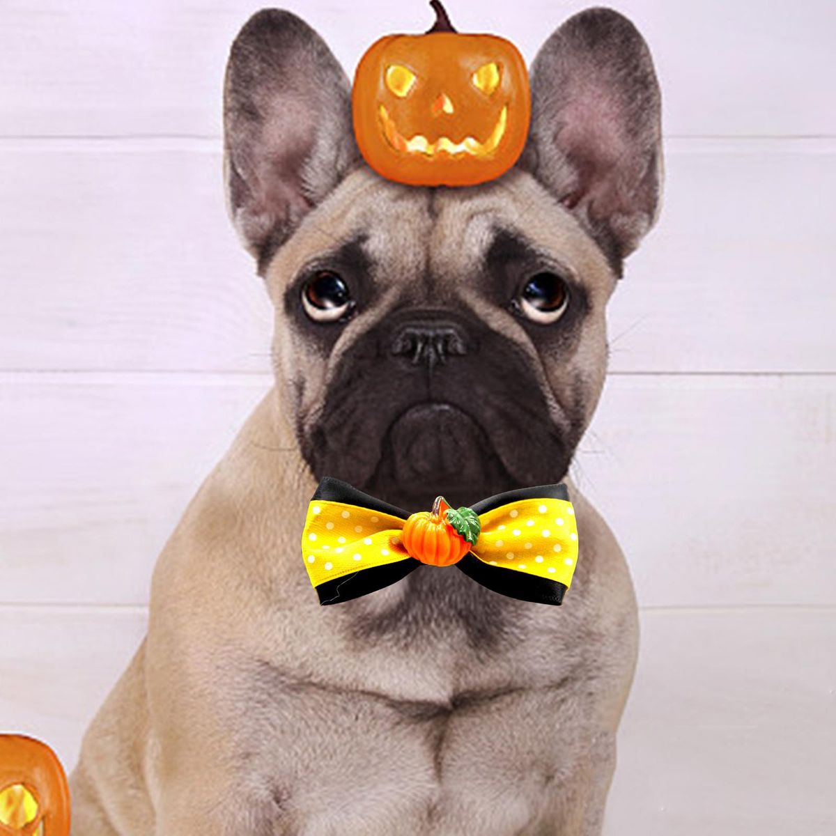 Cat Choker Necklace Cat Bowties Fall Halloween  G
