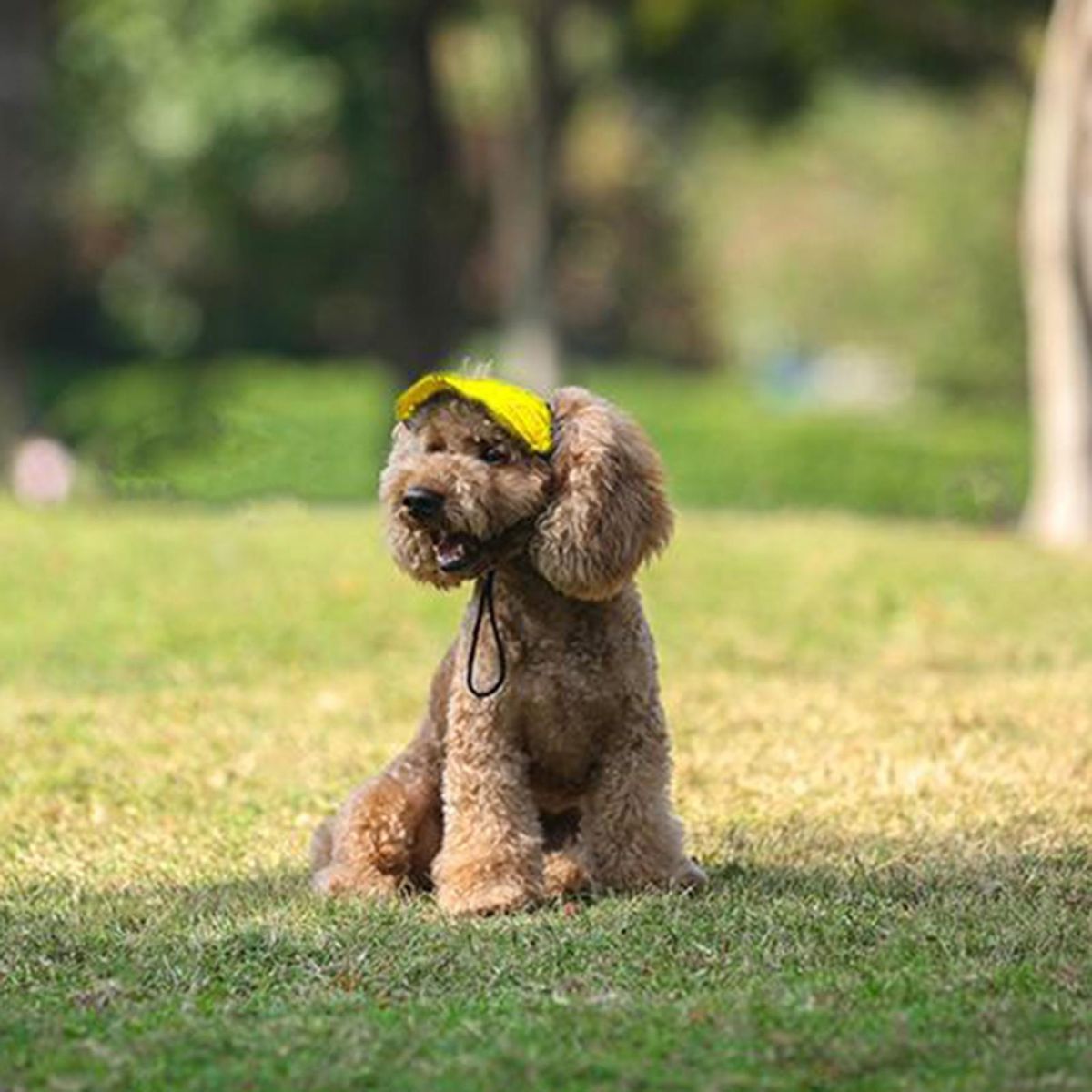 Pet Headwear All-Match Dog Baseball Cap Pet Headwear Decor Yellow
