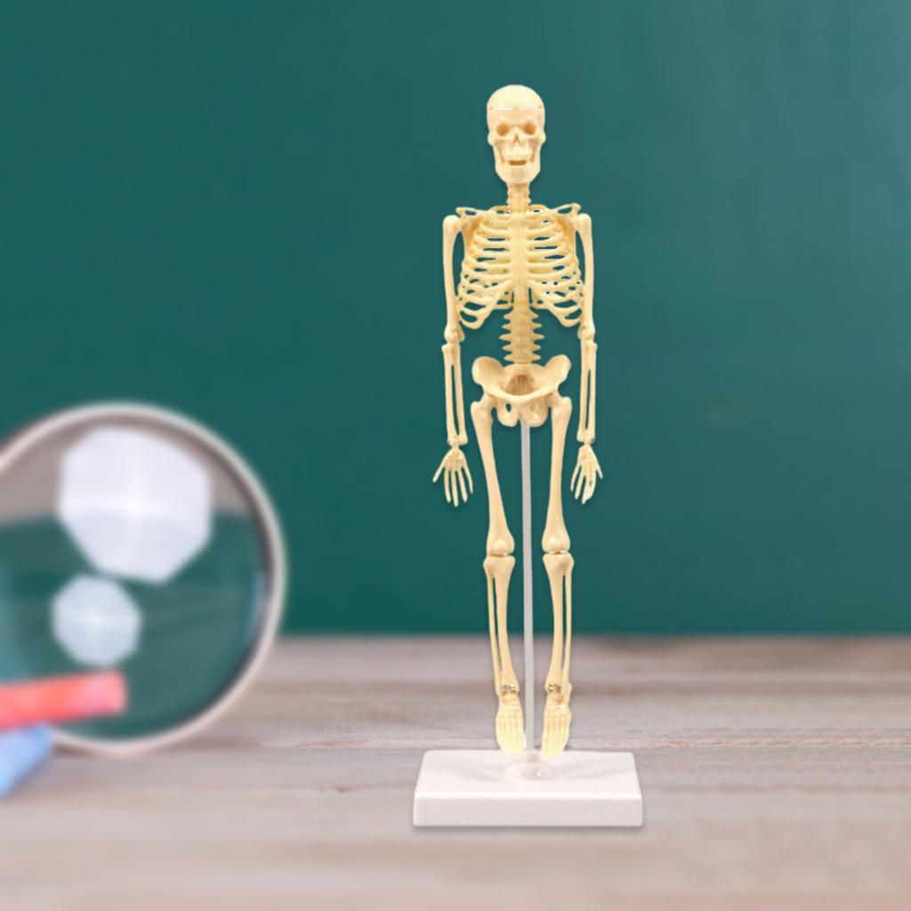 Human Anatomical Anatomy Skeleton Model Education Skeleton Models