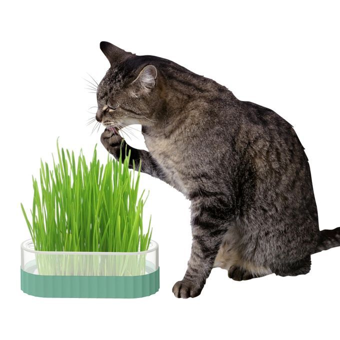 Sprouter Tray Nursery Tray Catnip Cultivation Box Pet Cat Blue