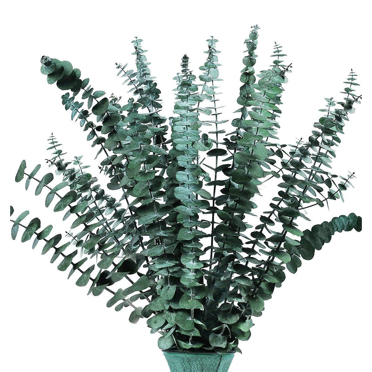16Pcs-Preserved-Dried-Eucalyptus-Branches  17In Fresh Eucalyptus Plant for Shower  Real Eucalyptus Bunch for Vase Filler