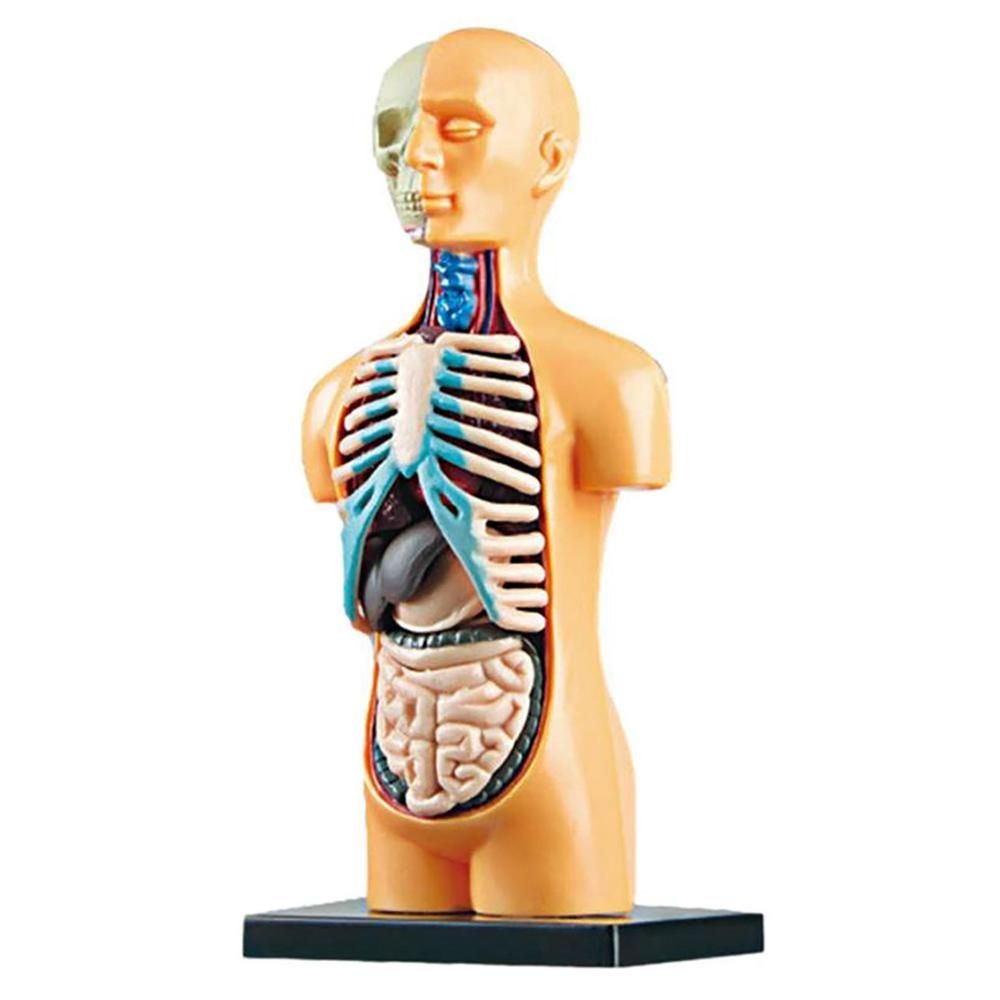 3D Removable Anatomical Human Torso Body Model for