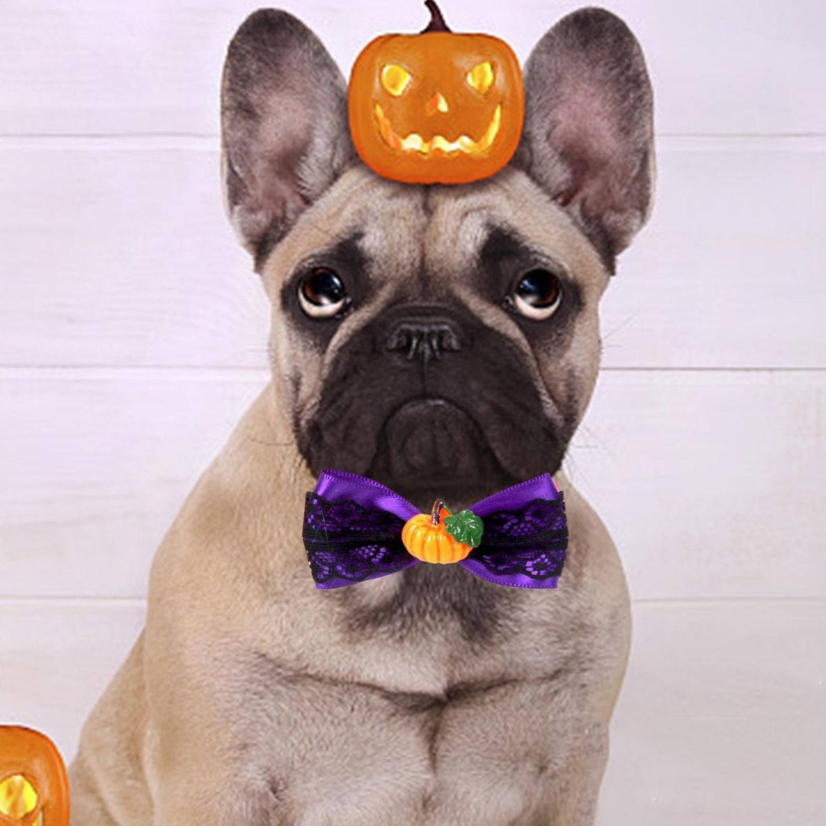 Cat Choker Necklace Cat Bowties Fall Halloween  F