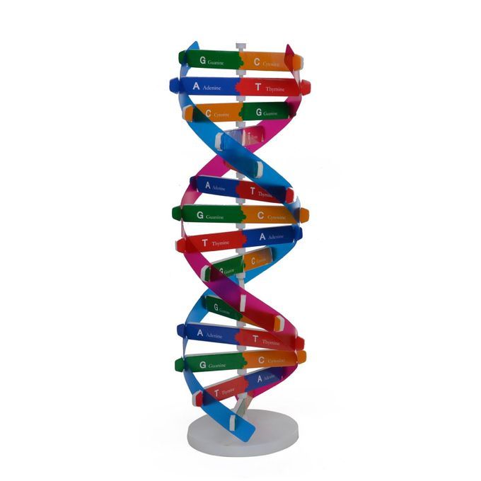 DNA Models Double Helix Structure Teaching Toy ABS Double-