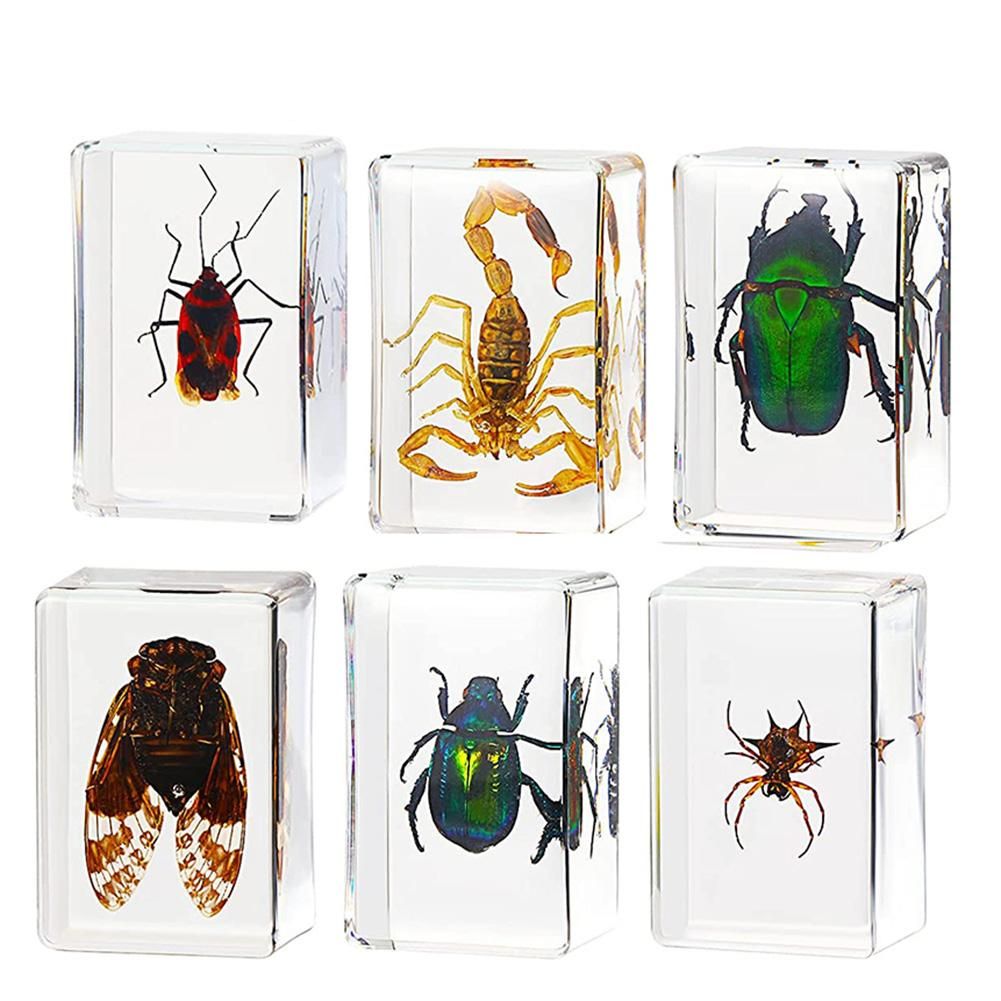 6-Pack Insect Resin Specimen Cicada Collection Paperweight