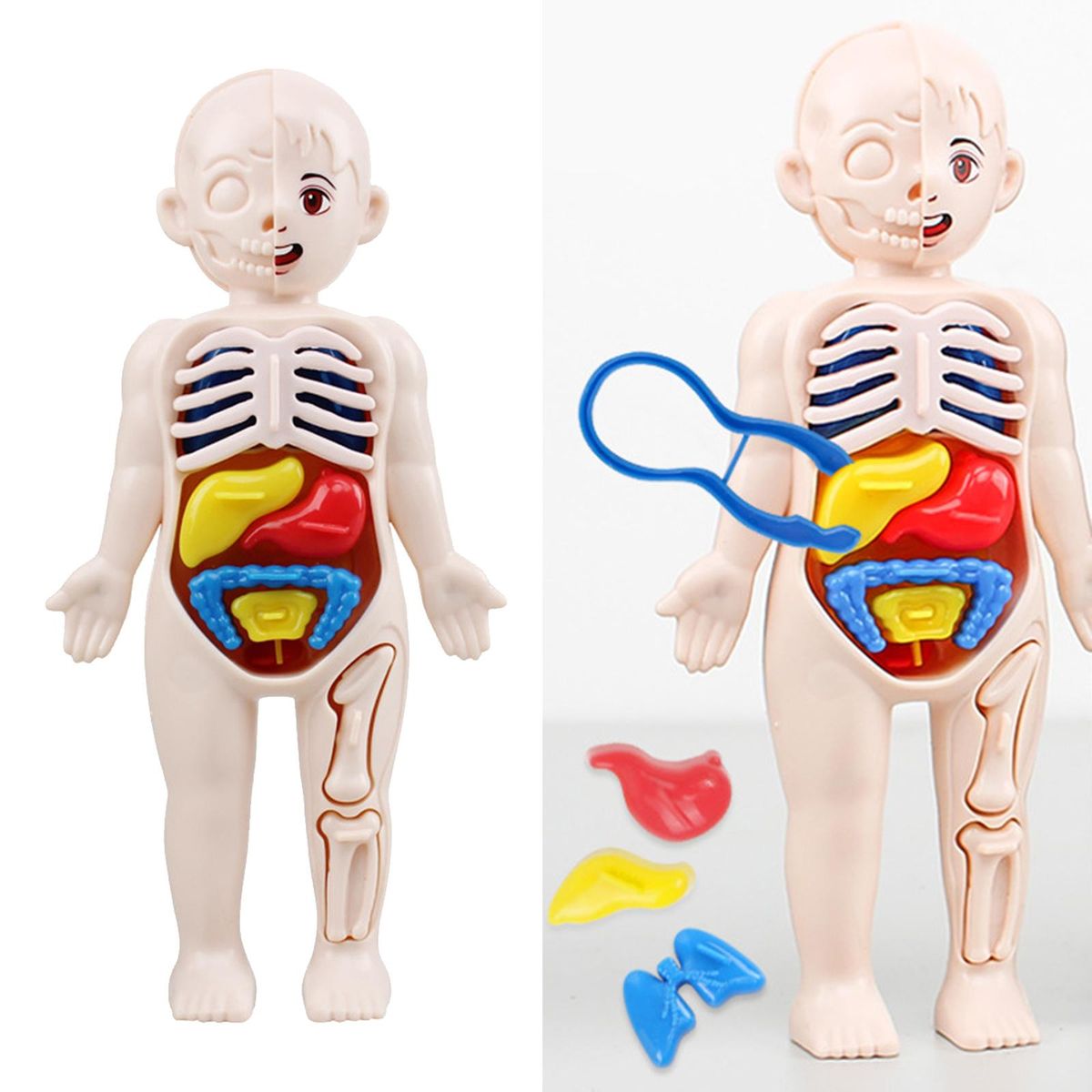 Kid 3D Puzzle Human Body  Model Educational Learning