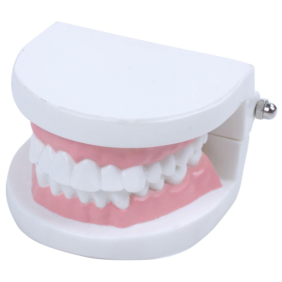 Dentist dentist tooth model teach Pink gummy gums standard