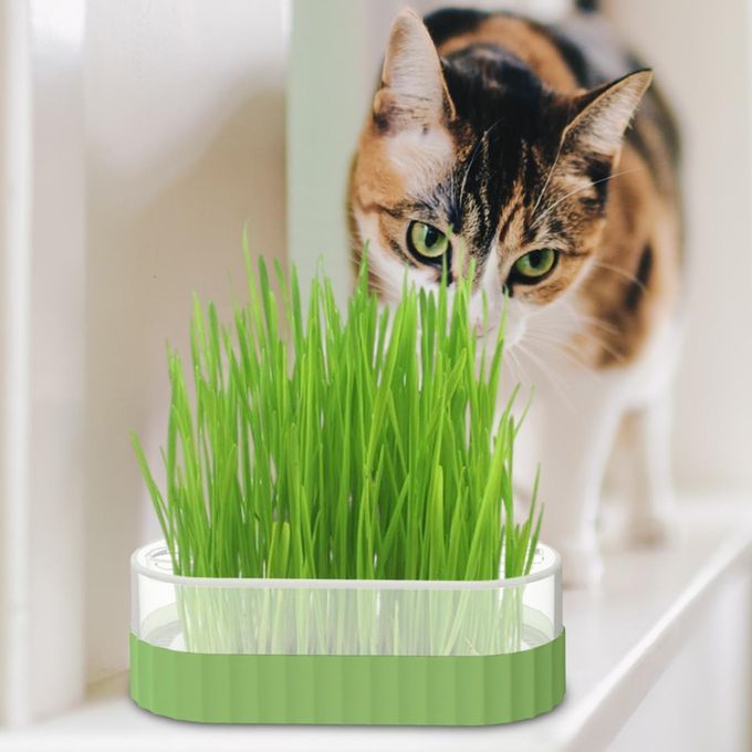 Sprouter Tray Wheatgrass Grower With Lid Sprouting Green