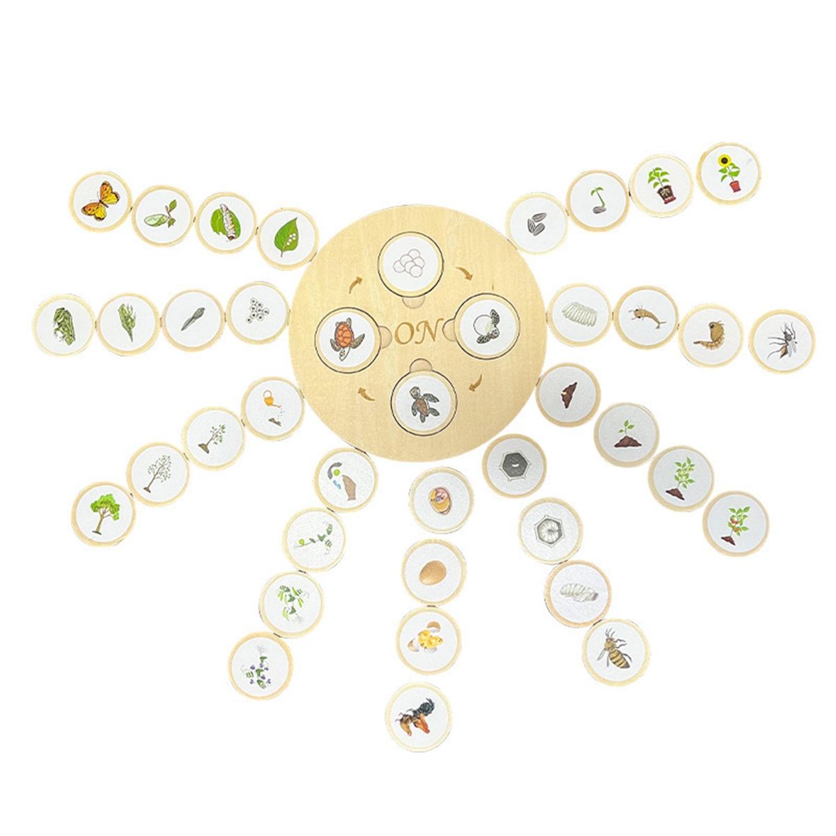 1 Set Animal Life Cycle Toy Plant Life Cycle Puzzle Model Kit Early Learning Toy