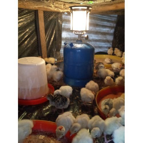 Modern Poultry Brooding  Gas Lantern For Heating /Lighting