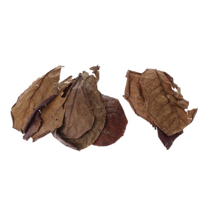 10 Indian Almond Leaves Beneficial Betta Leaf For Shrimp Betta